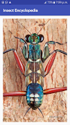 Insect Encyclopedia captura de pantalla 2