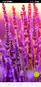 10000 Flowers Wallpapers screenshot 2