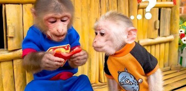 Bibi The Monkey Poster