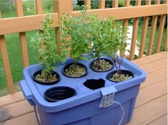 Best Hydroponic Systems screenshot 5
