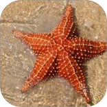 Bintang Laut Wallpaper Yi