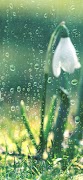Rain Sounds ภาพหน้าจอ 2
