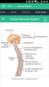 Nervous System Reference Guide Affiche