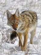 4 Schermata Predator Nation