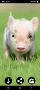 Mini Pig Wallpapers ảnh chụp màn hình 5