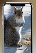 پوستر Squirrel Wallpapers 4K