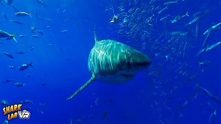 Steam Lab VR تصوير الشاشة 2