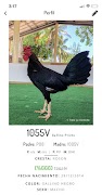 GalloApp screenshot 1