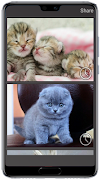 برنامه‌نما Cat sounds عکس از صفحه