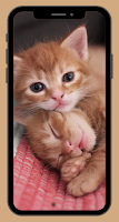 Cat Wallpaper HD screenshot 7