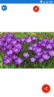 Crocus, Dandelion Wallpapers Ekran Görüntüsü 5