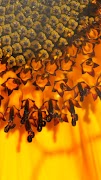 Sunflower Wallpapers ภาพหน้าจอ 3