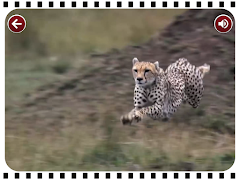 Netto – Ozeanien Schnitzeljagd Screenshot 7