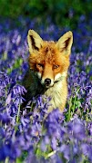 Fox wallpapers ảnh chụp màn hình 1