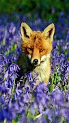 Fox wallpapers capture d'écran 1