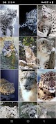 ユキヒョウの壁紙 スクリーンショット 7