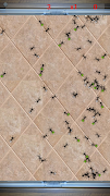 3 Schermata Angry Ants