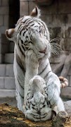 Wallpaper Harimau screenshot 7