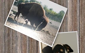 Slideshow 5000 Pro скриншот 5