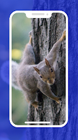 4K Squirrel Wallpapers screenshot 1