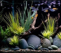7 Schermata Aquascape Design