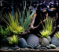 Aquascape Design screenshot 7