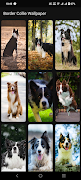 Border Collie Wallpaper screenshot 2
