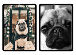 Pug duvar kağıtları Ekran Görüntüsü 4