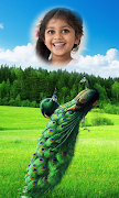 Peacock Photo Frames HD الملصق