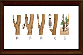 How grafting screenshot 1
