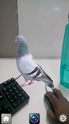Birds Camera Frames скриншот 6