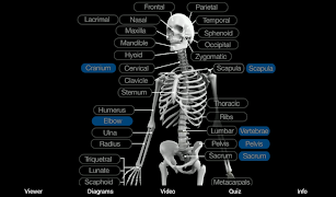 Skeletal Anatomy 3D screenshot 5