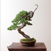盆景植物 截图 3