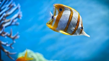 Fish Wallpapers screenshot 3