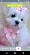 Puppy Wallpaper screenshot 1
