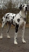 Great Dane Wallpapers screenshot 6