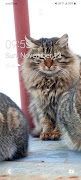 Cats Wallpaper plakat