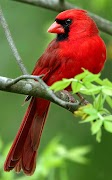 برنامه‌نما Bird sounds عکس از صفحه