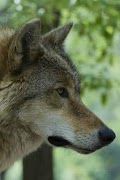 Wolves wallpapers 截图 1