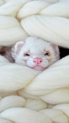 2 Schermata Ferrets Wallpapers