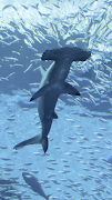 サメの壁紙 - 素晴らしい深海のサメの写真 スクリーンショット 7