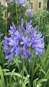 Agapanthus africanus flowers โปสเตอร์