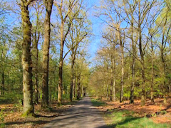 Virtual Runner Screenshot 3