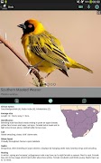 Sasol Birds for Beginners screenshot 7