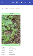 Vegetables 截圖 2