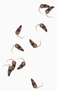 4 Schermata Mice Attack