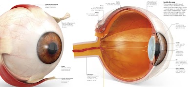 Human Body Encyclopedia 스크린샷 3