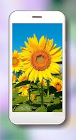 Sunflower Favorite imagem de tela 2