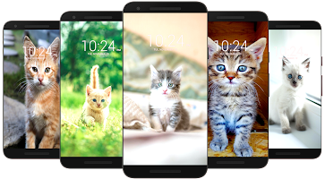 Cat Wallpaper HD Poster