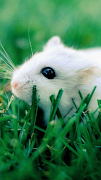 برنامه‌نما Hamsters Wallpapers عکس از صفحه
